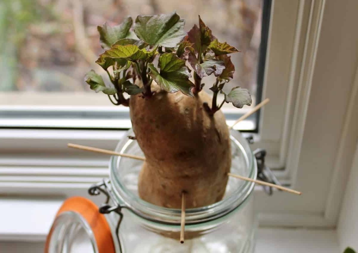 Záhrada: tento zabudnutý hľuz v košíku vám vďaka tomuto triku s jednoduchou nádobou poskytne tucty sadeníc zadarmo