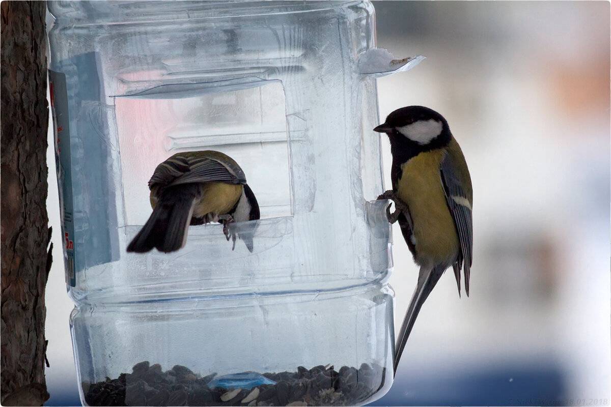 Vtáky: túto jednoduchú zimnú kŕmidlo môžete vyrobiť za pár minút