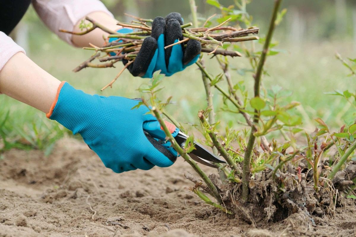 Strihanie ruží: strihajte kratšie! Radikálna rada pre bujné kvitnutie