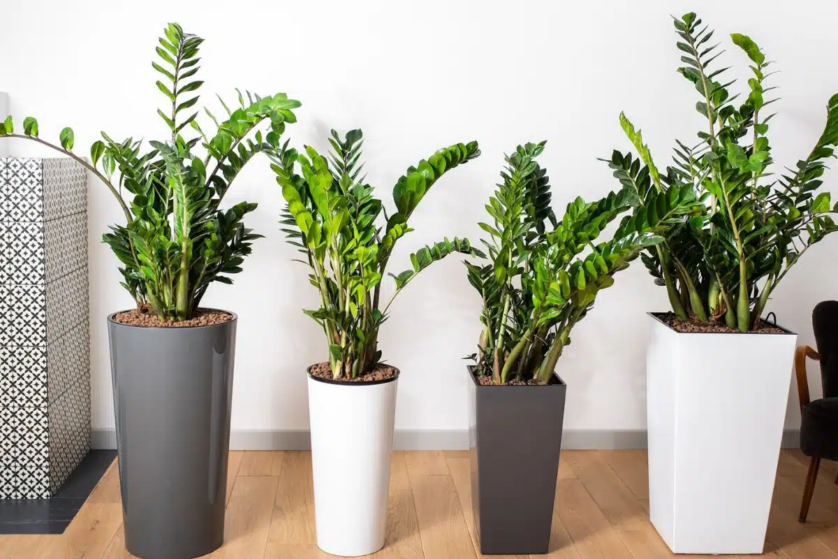 Hnojivo pre zamioculcas Za pár sekúnd pripravíte najvýživnejšie hnojivo pre zamioculcas. Rastlina získa späť lesklé a zelené listy a dostane impulz k rastu.