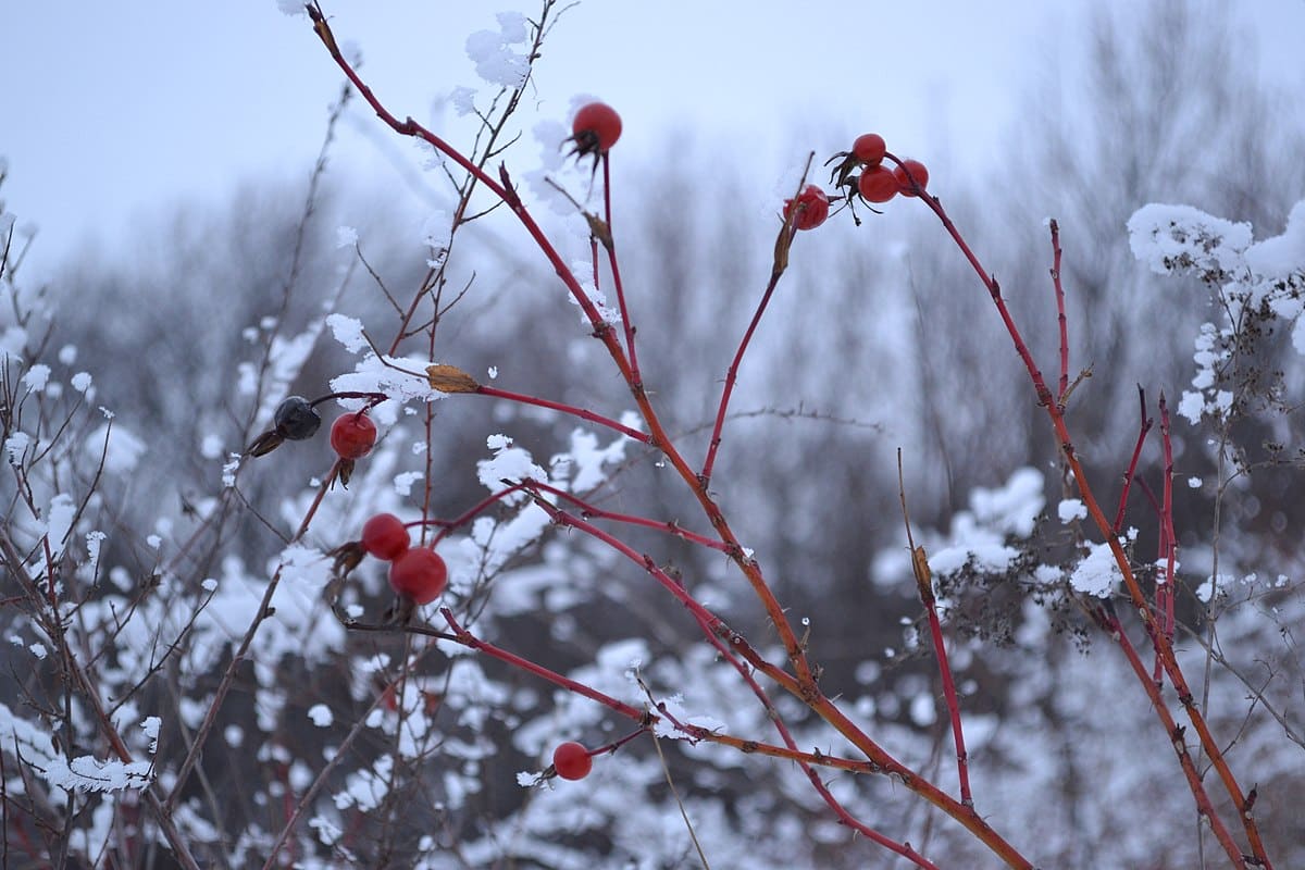 Jedna jednoduchá mrazivá noc môže všetko pokaziť: chráňte svoje rastliny včas
