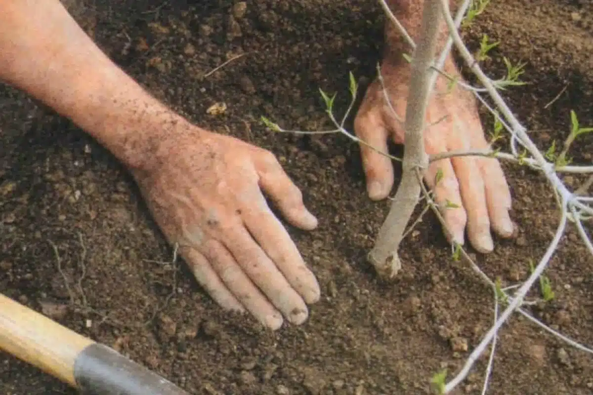 Snívate o ovocí už v lete 2026? Týchto 10 ovocných stromov, ktoré treba zasadiť v záhrade práve teraz, všetko zmení