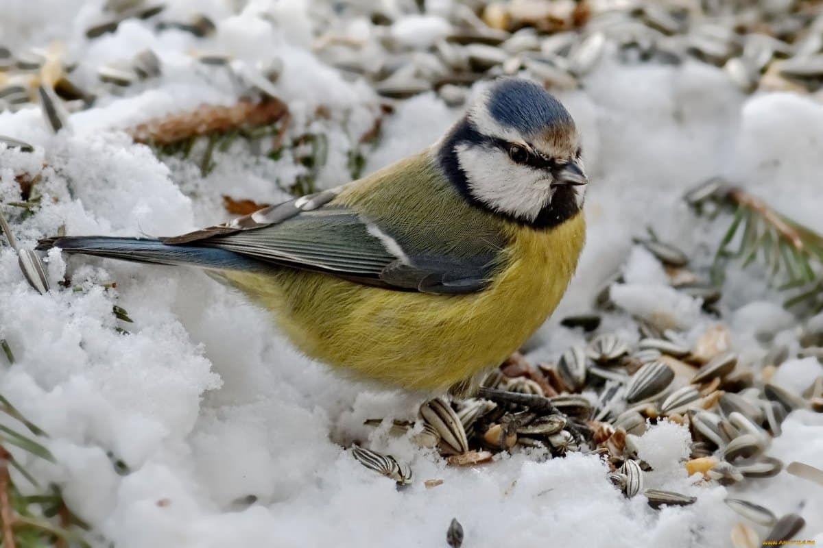 Sýkorky vo vašej záhrade: ako ich prilákať v zime