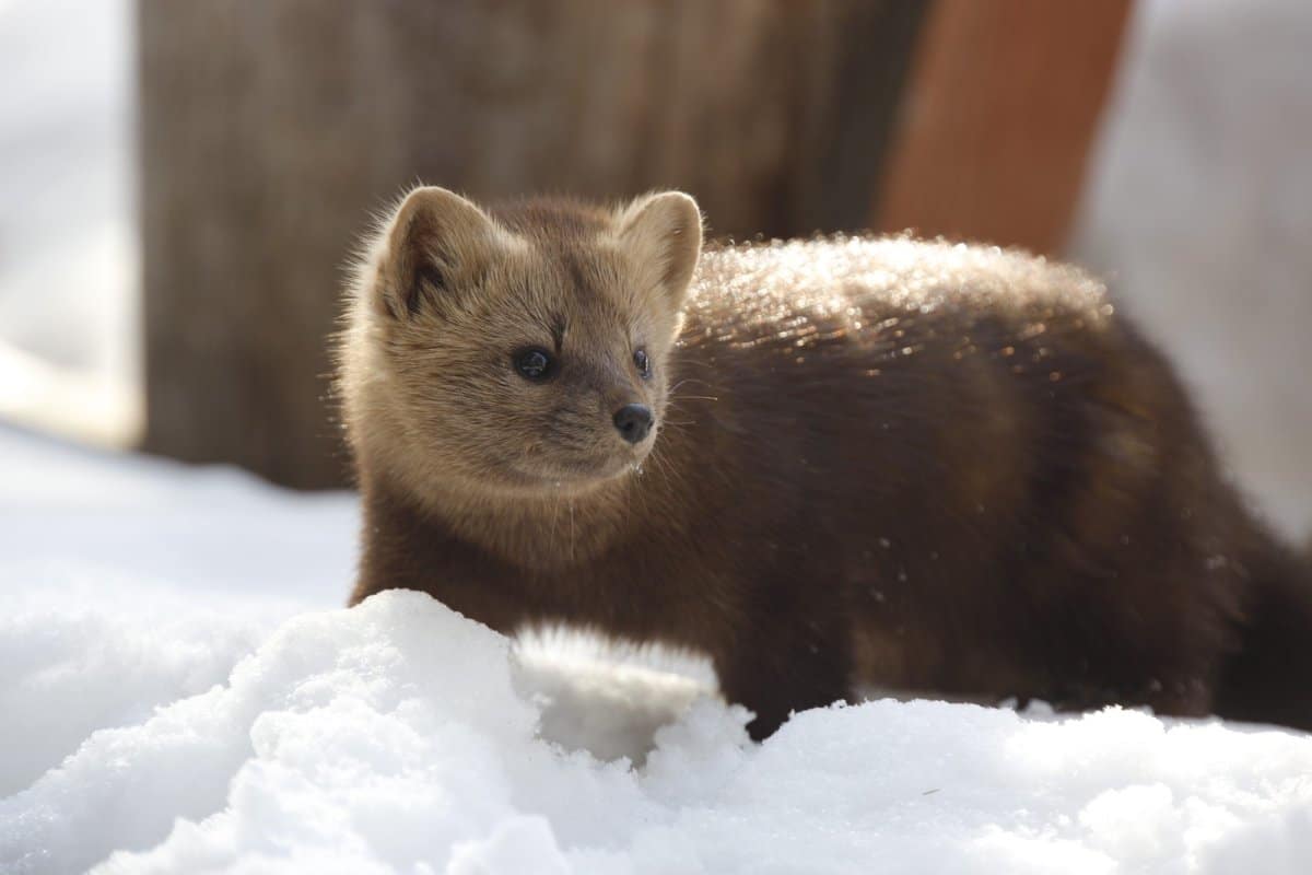 Ako odplašiť kuny? Domáci trik, ktorý funguje okamžite