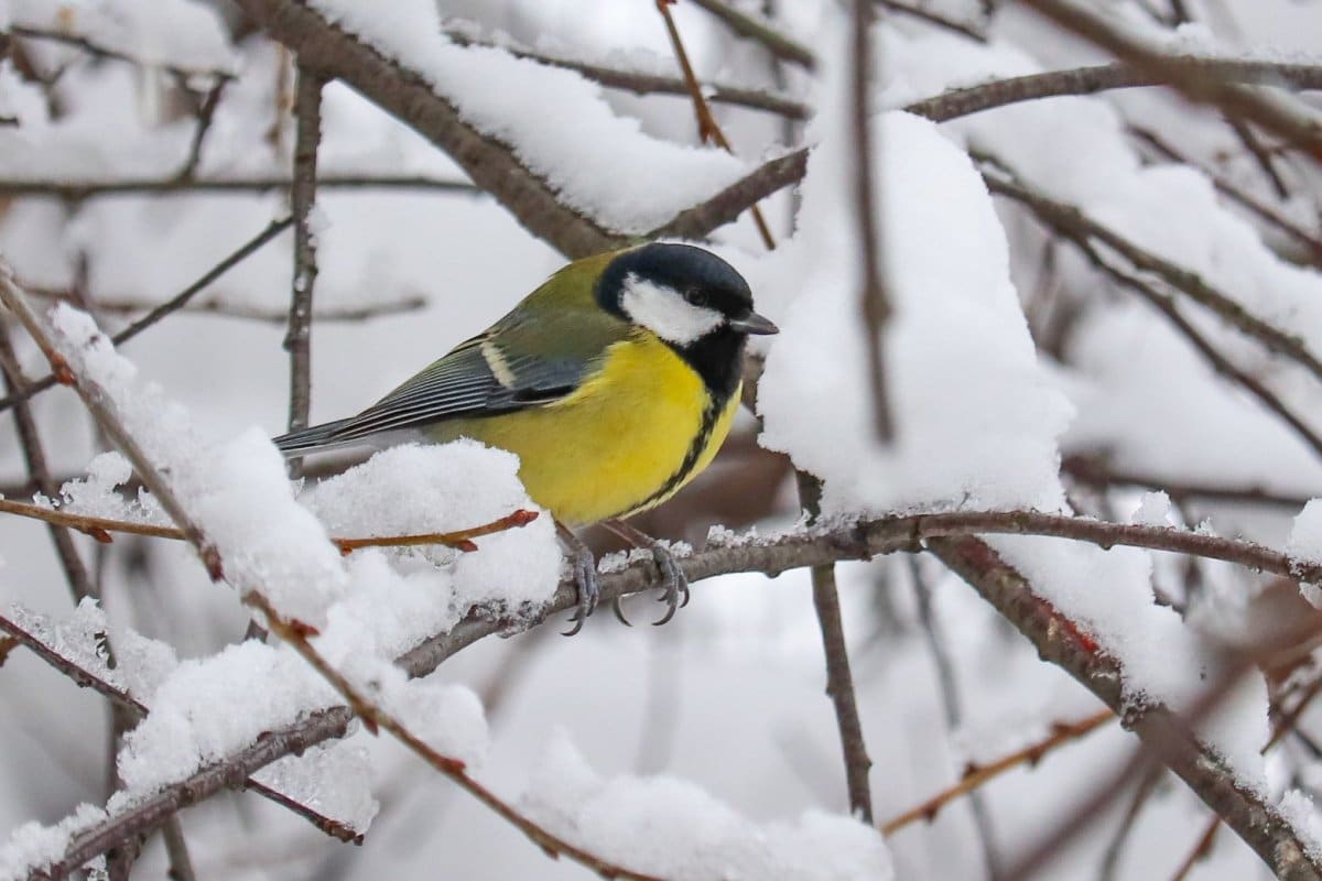 „Vtáky vám budú vďačné!“: toto DIY, ktoré zvládnete za 10 sekúnd, im poskytne cennú pomoc túto zimu