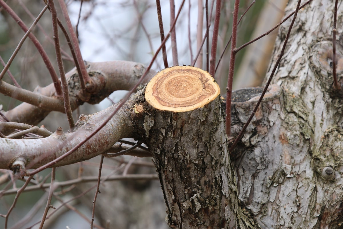 Ako zabrániť stromom rásť, aby prinášali ovocie: 3 chyby pri prerezávaní, ktoré robí veľa ľudí