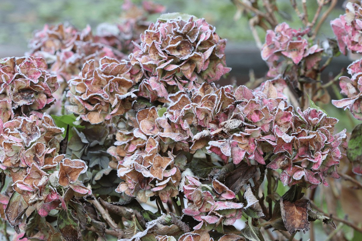 Pri hortenziách to treba urobiť v januári a februári, inak kríky neprežijú do jari 2026. Mnohí na to zabúdajú a výsledkom sú namiesto kvetov prázdne stonky.