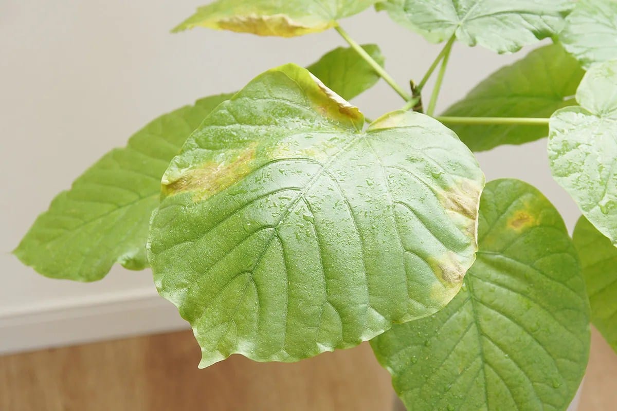 Ak listy blednú a opadávajú, nie je to kvôli hnojivám: tu je skutočný dôvod