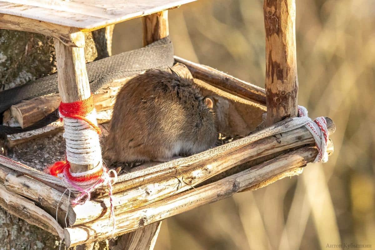 Vaša kŕmidlo sa príliš rýchlo vyprázdňuje? Tieto príznaky naznačujú, že kŕmite potkany, nie vtáky!