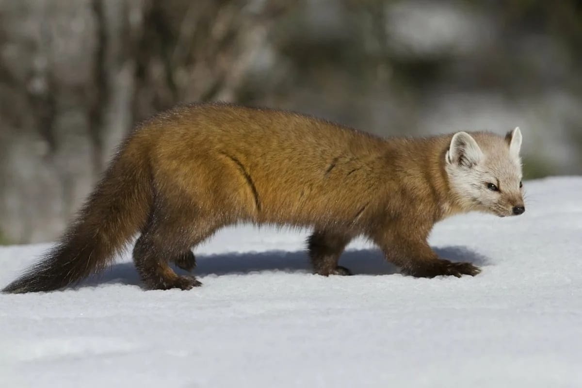 Rozbi ich pred domom. Žiadna kunka nebude dvojnásobná