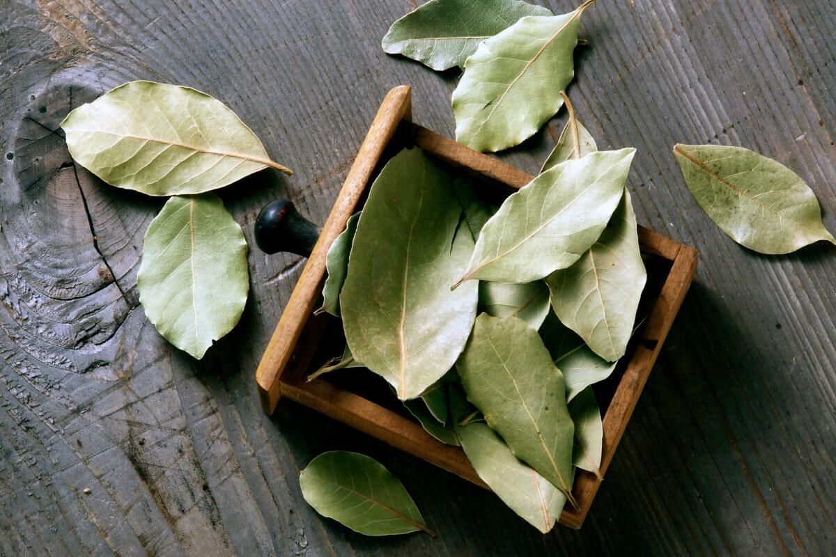 Položte bobkový list pod rohožku a už zajtra ráno sa zbavíte svojho každodenného problému