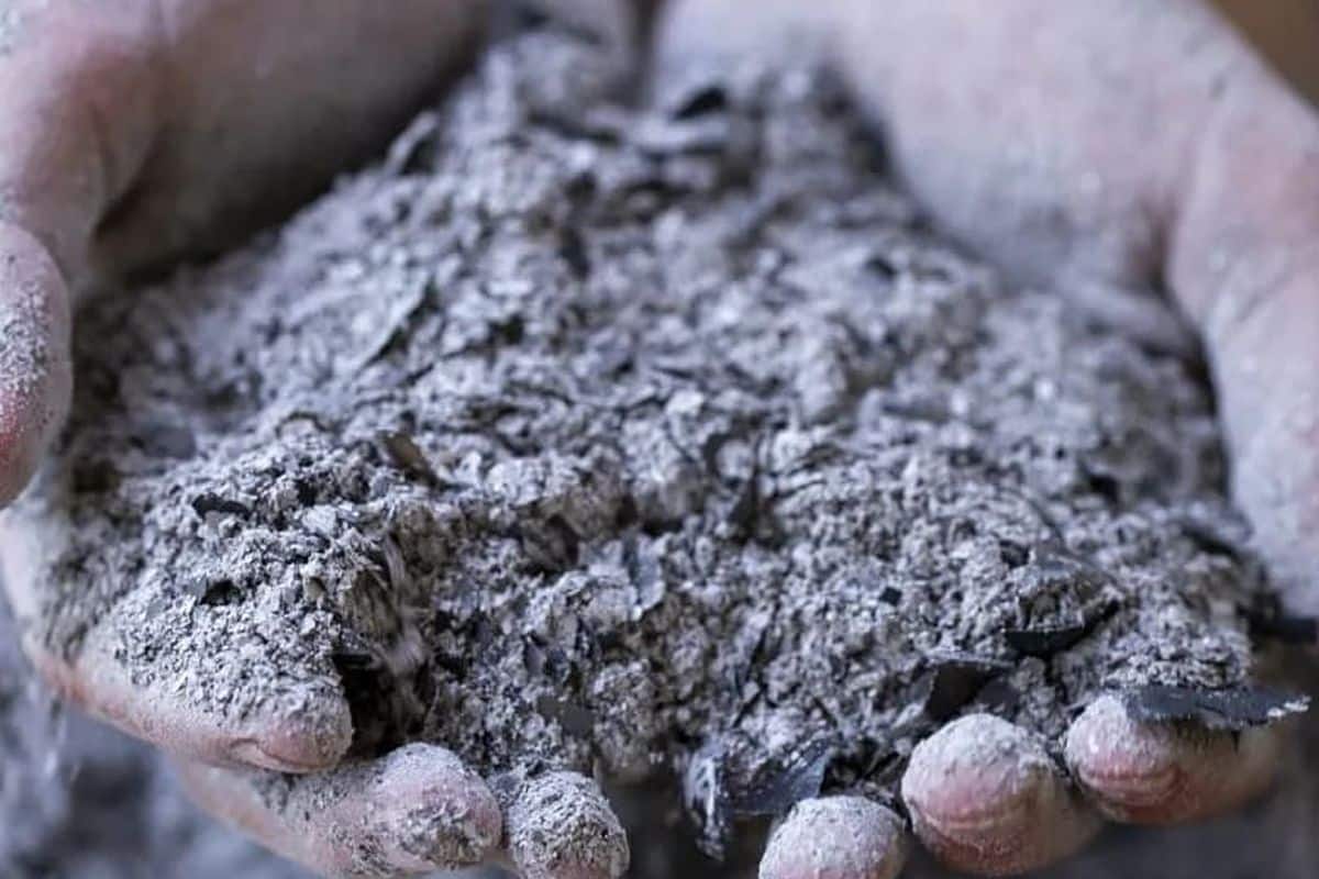 Prečo môže vyhadzovanie drevného popola v januári premeniť vašu záhradu a posilniť vaše ovocné stromy