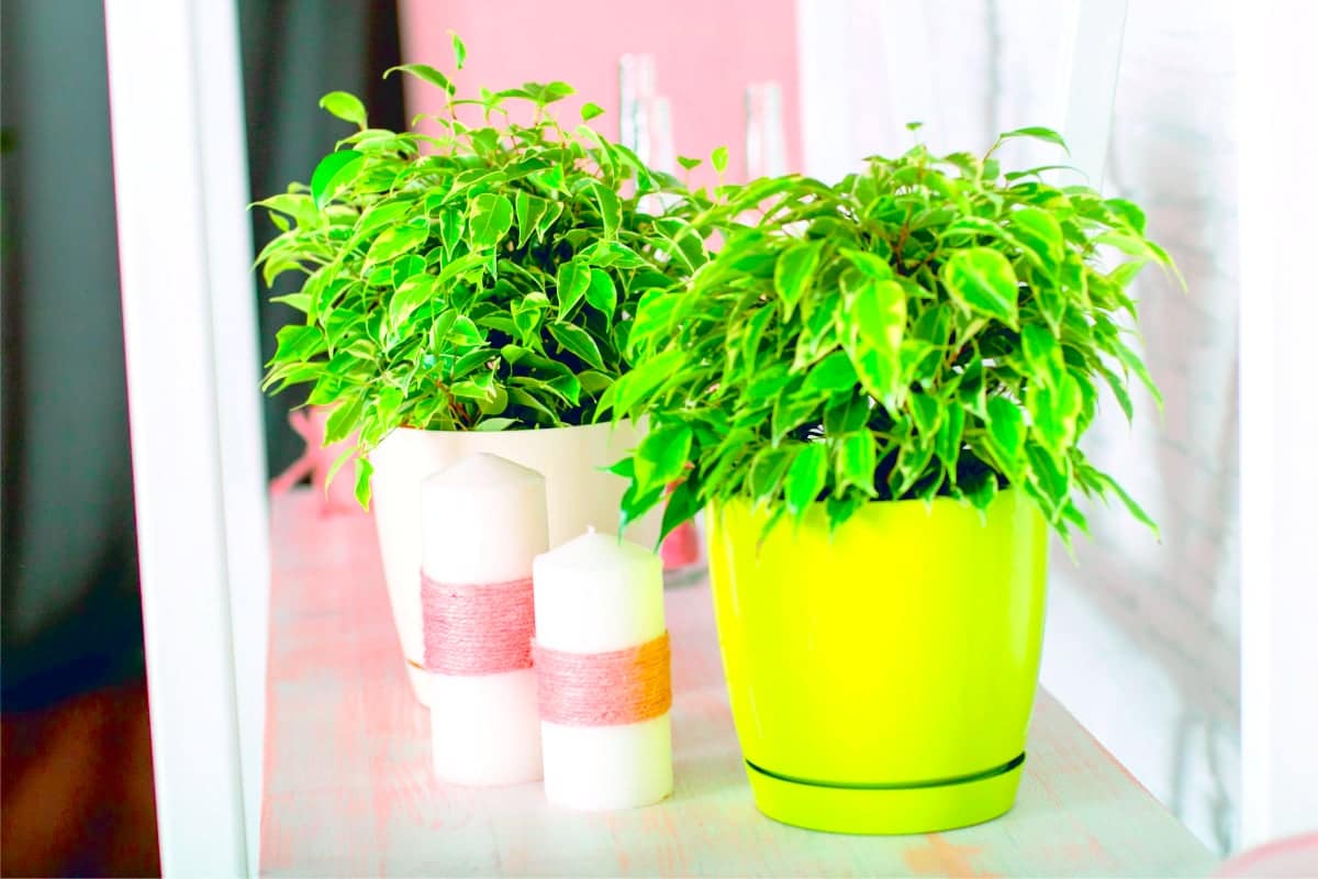 Sú takmer v každom dome. Čoskoro ich zakážu