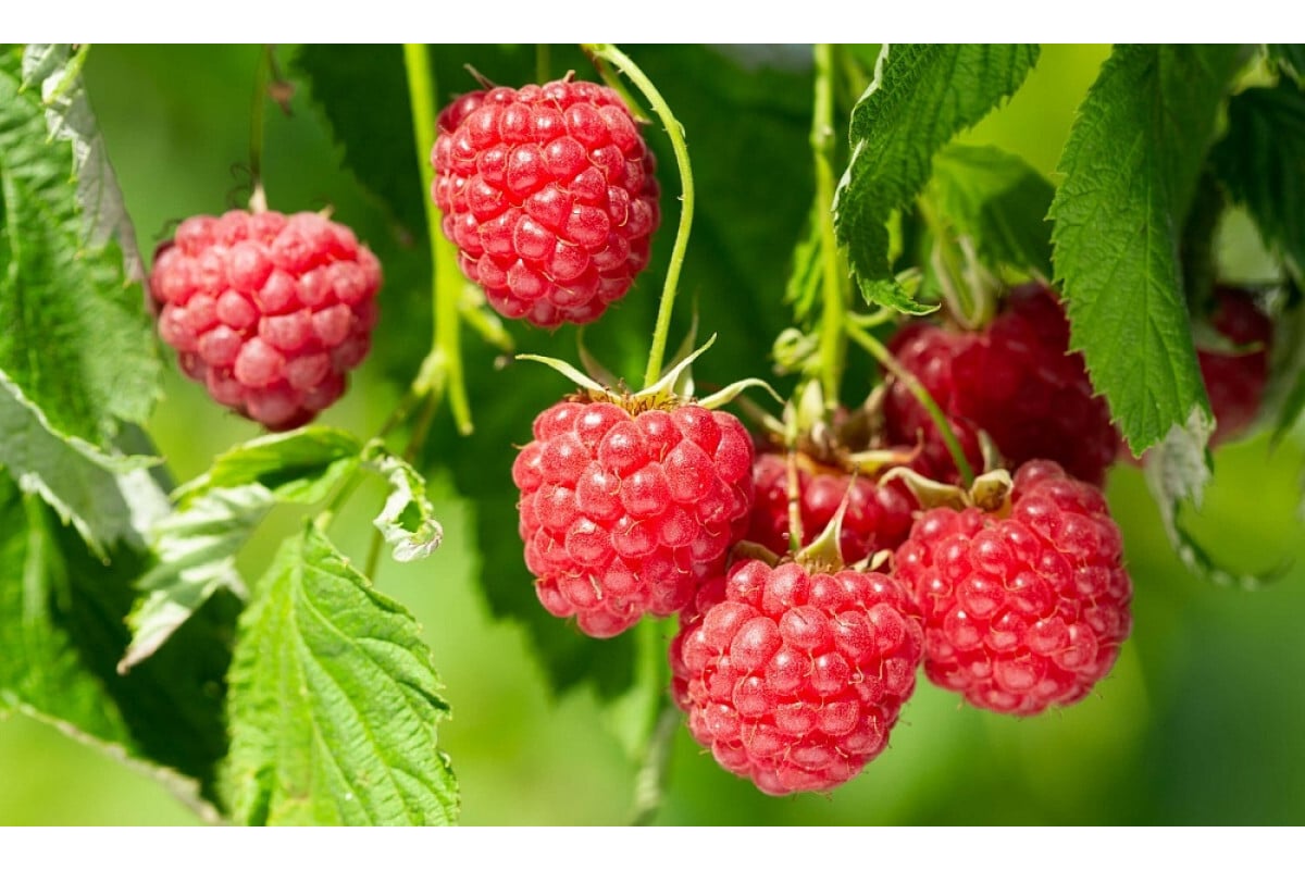 Maliny: prečo výsadba tohto ovocia uprostred zimy zaručuje rekordnú úrodu v lete?