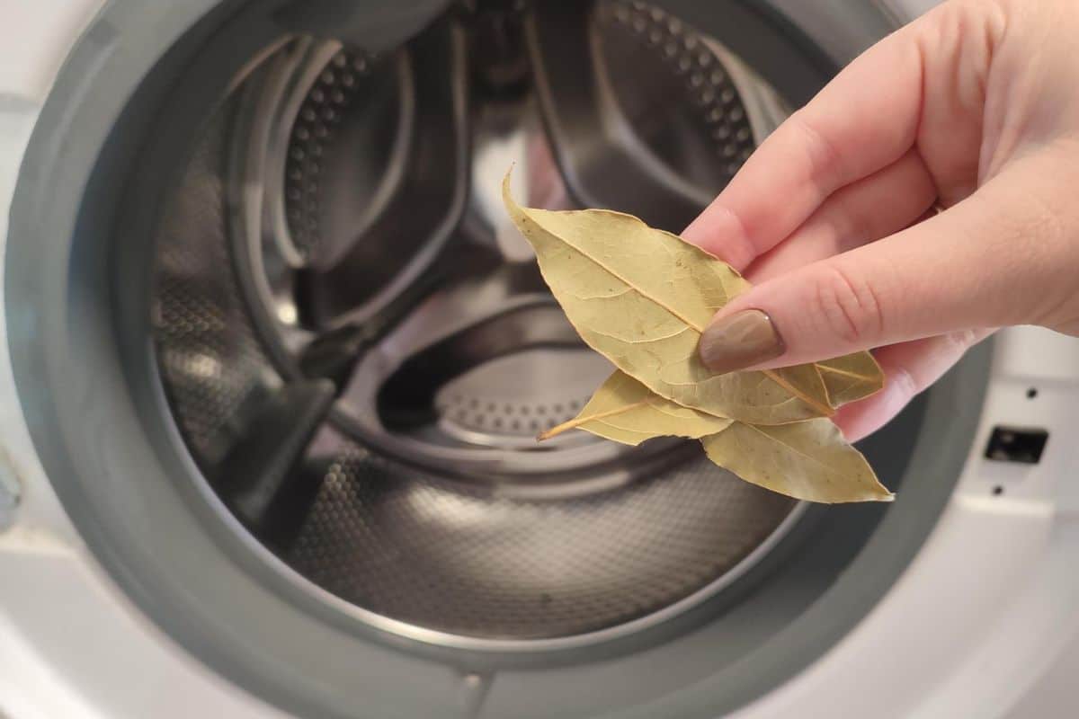 Málokto pozná tento trik: prečo dávať bobkové listy do práčky