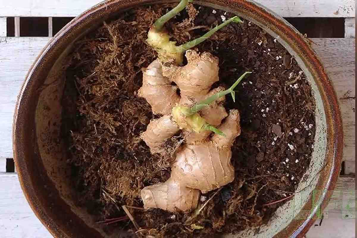 Zasaďte kúsok do kvetináča. Získate cenné korenie