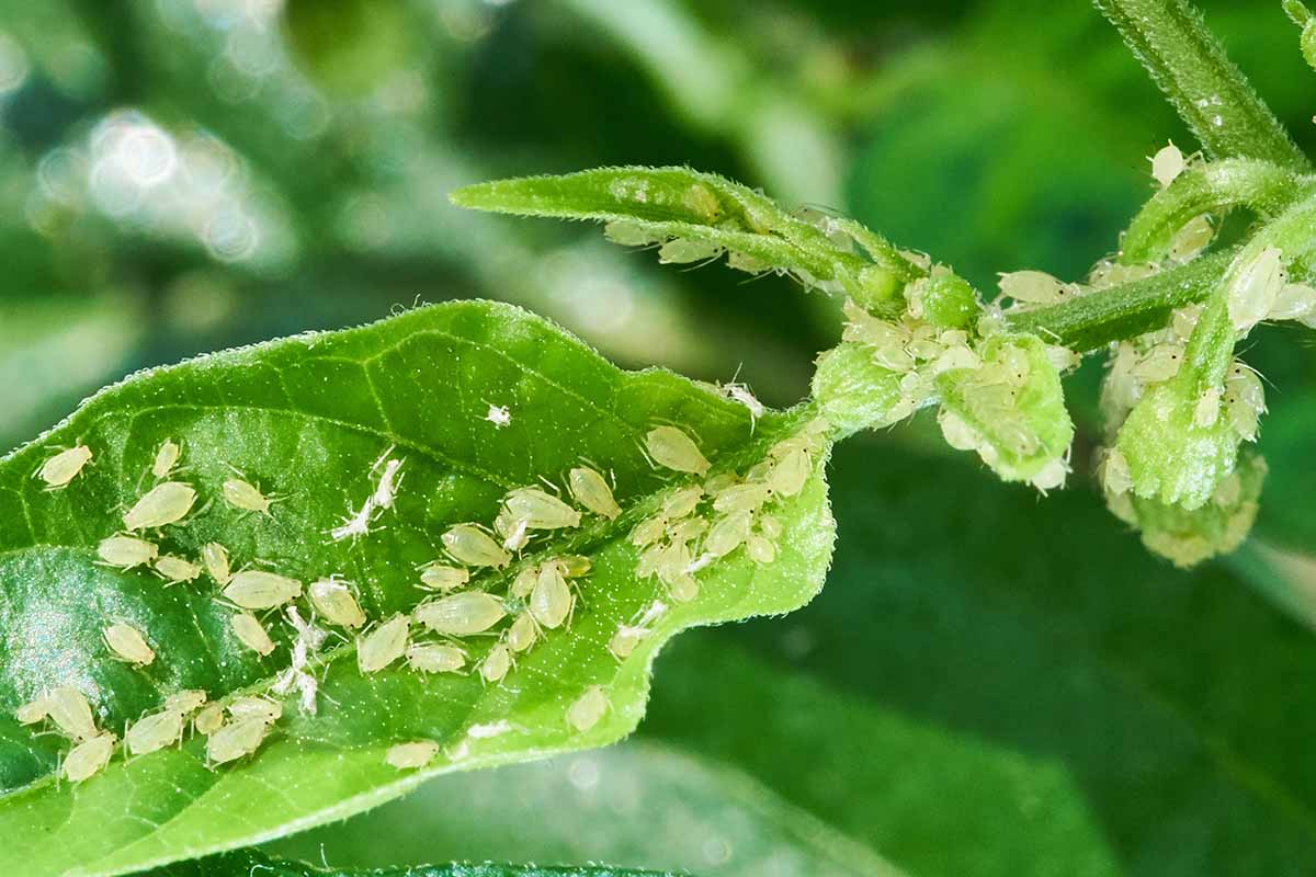 Urobte to v januári: na jar vošky nepoškodia vaše rastliny