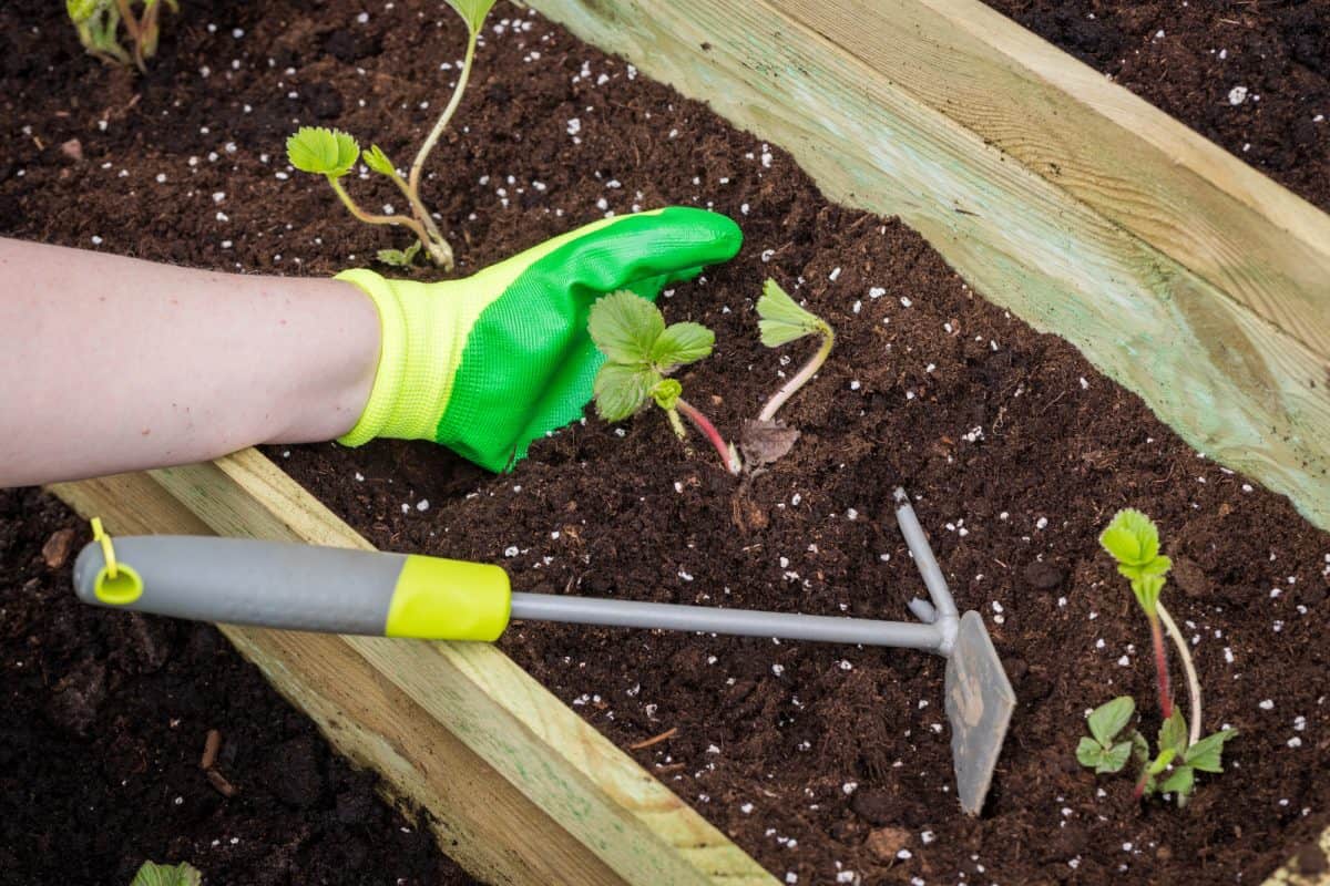Jahody, ríbezle, čučoriedky: táto chyba v kalendári ničí vašu úrodu, v februári skutoční záhradníci robia nasledovné