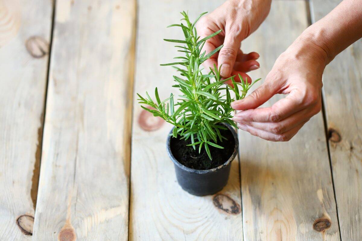 Umiestnenie hliníkovej fólie na rastlinu rozmarínu: prečo sa to odporúča a načo je to potrebné