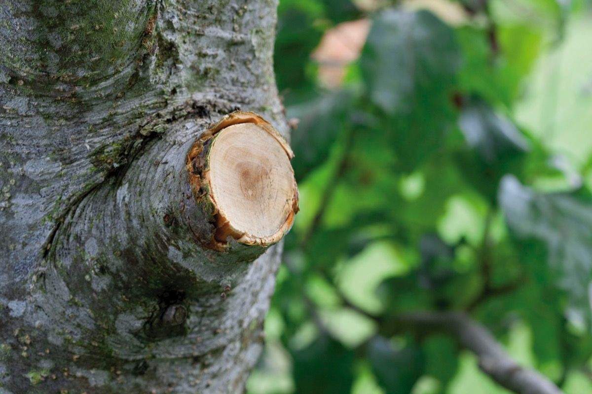 Ako zabrániť stromom rásť, aby prinášali ovocie: 3 chyby pri prerezávaní, ktoré robí veľa ľudí
