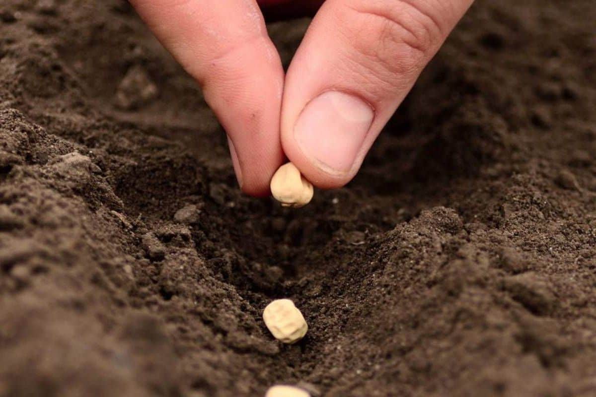 Aké semená je najlepšie sadiť vo februári, aby rýchlo rástli a nevyžadovali osobitnú starostlivosť