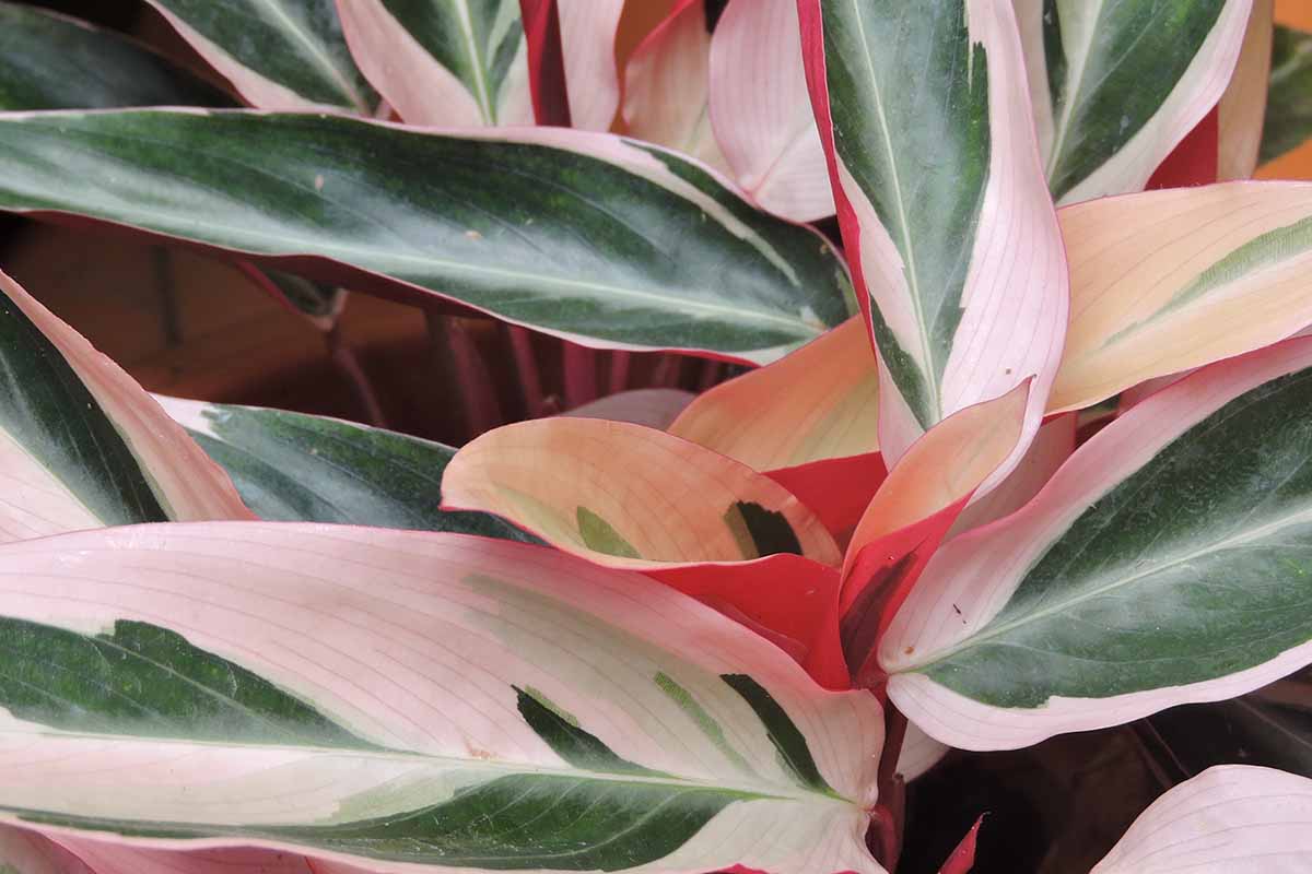 Vyzerajú ako z inej planéty a starostlivosť o ne je veľmi jednoduchá: 10 vzácnych a exotických rastlín, ktoré ozdobia váš domov a každého prekvapia.