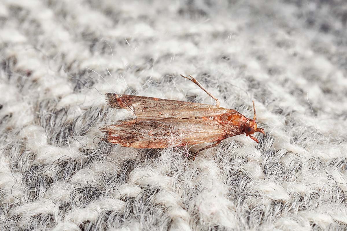 Mole v skrini: 5 jednoduchých a prirodzených spôsobov, ako sa navždy zbaviť škodcov