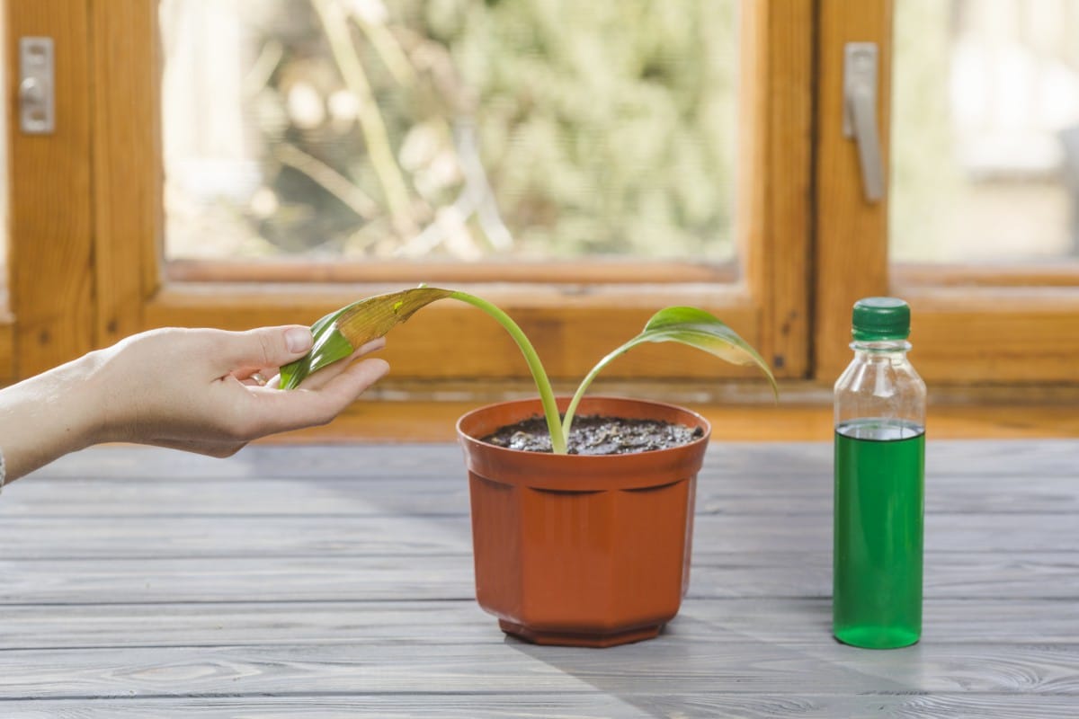 Ani káva, ani vaječné škrupiny: domáce hnojivo, považované za „zelené zlato“, ktoré oživí vaše rastliny a pomôže im rásť