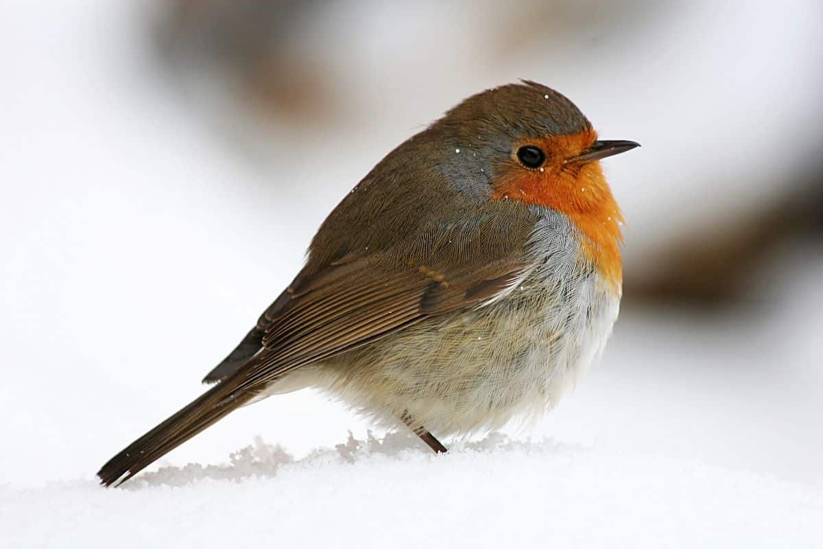Chráňte červenky v záhrade: táto kuchynská prísada, ktorá stojí menej ako 0,5 eura, je v zime nenahraditeľná