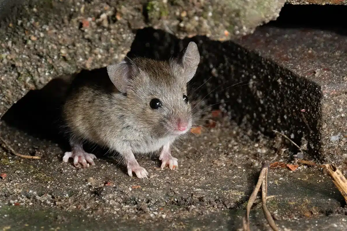 Tieto činnosti vo vašej domácnosti priťahujú myši a vy si to ani neuvedomujete: čo odporúčajú odborníci zmeniť