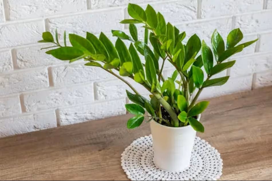 Viac zelene doma: 3 nenáročné izbové rastliny, ideálne pre tých, ktorí majú málo času a skúseností.