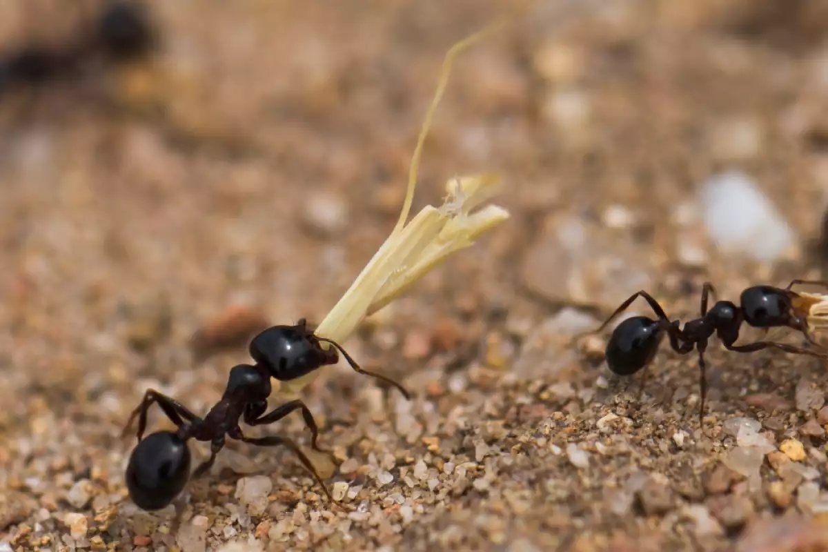 Ako sa zbaviť mravcov v záhrade na jar? Účinná metóda po roztopení snehu