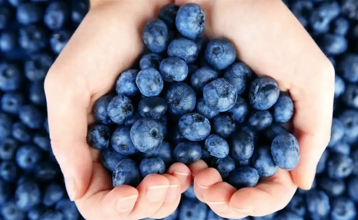 Čučoriedky majú množstvo prospešných vlastností a sú skvelým pomocníkom pri ochrane srdca.