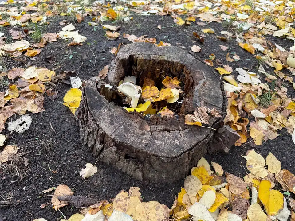 Nekopať, nepáliť, neznečisťovať krajinu. Takto záhradkári likvidujú pne stromov.