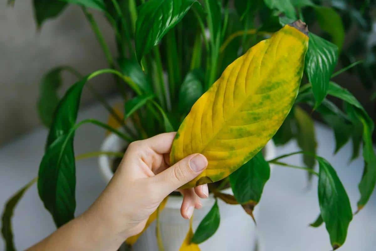 Hnojivo, ktoré zachráni spatifilum