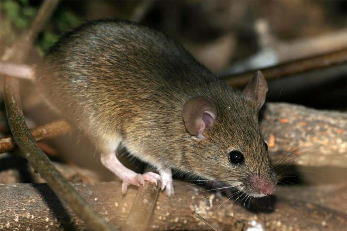 Tieto činnosti vo vašej domácnosti priťahujú myši a vy si to ani neuvedomujete: čo odporúčajú odborníci zmeniť