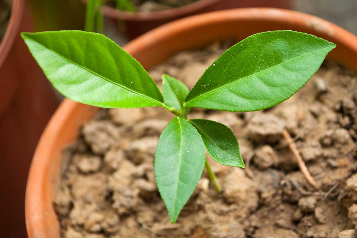 Ako pestovať rastliny zo semienok týchto 4 druhov ovocia, krok za krokom