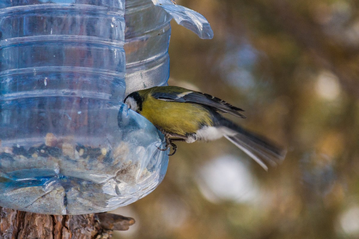 Vtáky: túto jednoduchú zimnú kŕmidlo môžete vyrobiť za pár minút