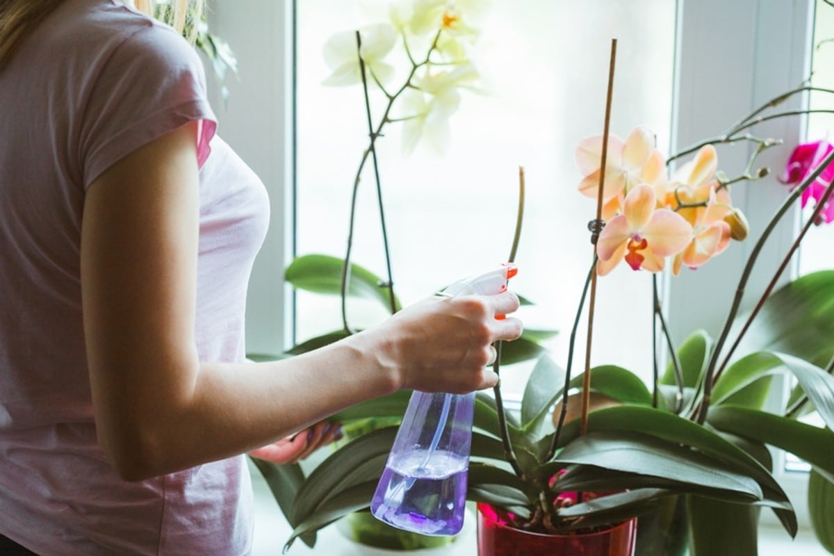 Postriekajte týmto orchideu a už vo februári uvidíte nové púčiky. Orchidea zakvitne ako nikdy predtým.