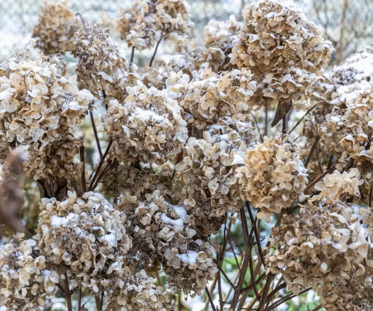 Pri hortenziách to treba urobiť v januári a februári, inak kríky neprežijú do jari 2026. Mnohí na to zabúdajú a výsledkom sú namiesto kvetov prázdne stonky.