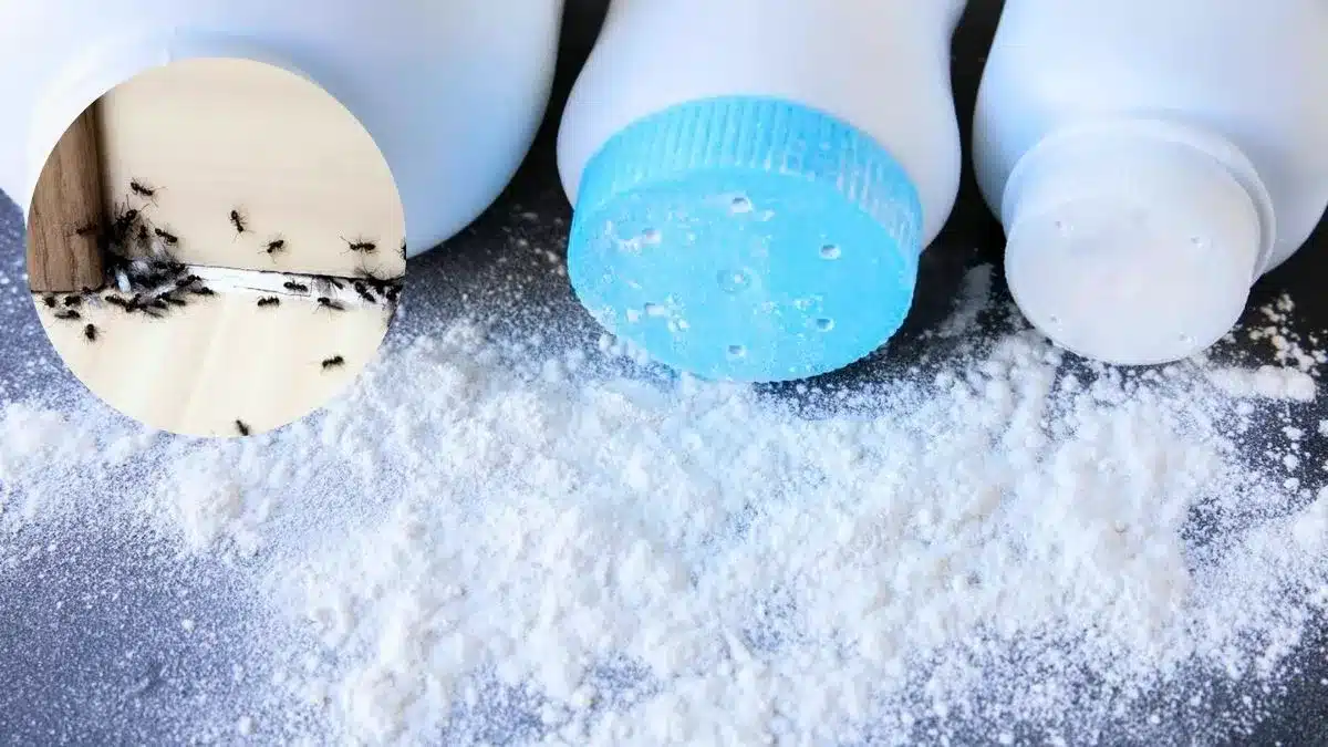 Ako sa zbaviť mravcov v dome pomocou malého množstva mastenca: účinný domáci liek na ich odpudzovanie.