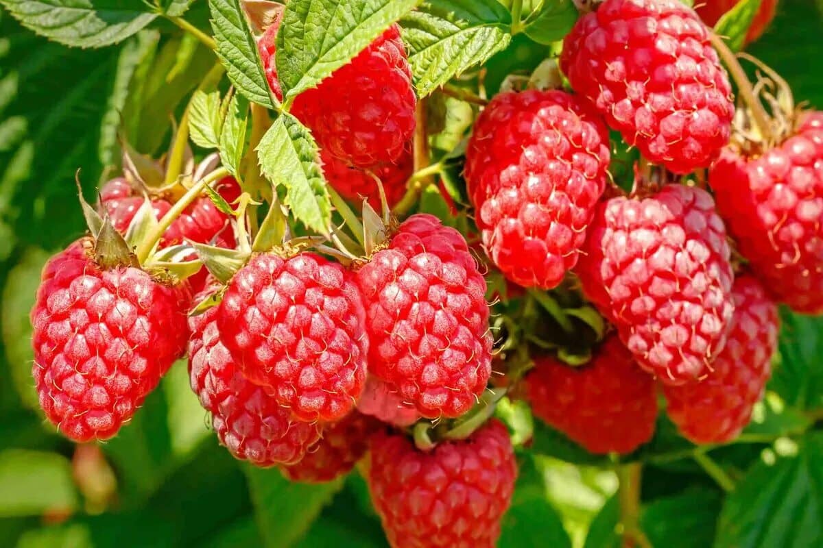 Maliny: prečo výsadba tohto ovocia uprostred zimy zaručuje rekordnú úrodu v lete?