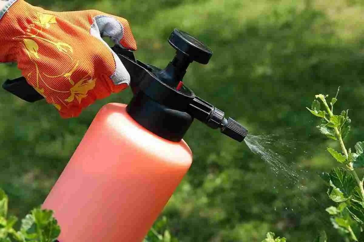 Urobte to v januári: na jar vošky nepoškodia vaše rastliny