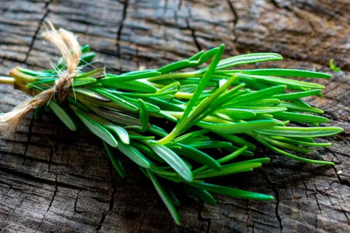 Zavariť vetvičku rozmarínu doma: jednoduchý a užitočný postup, ktorý by mal používať každý