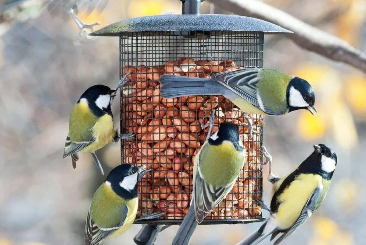Kŕmenie vtákov v záhrade v zime: zvyk, od ktorého sa odborníci chcú čo najskôr zbaviť