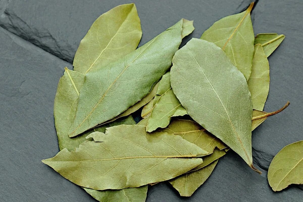 Položte bobkový list pod rohožku a už zajtra ráno sa zbavíte svojho každodenného problému