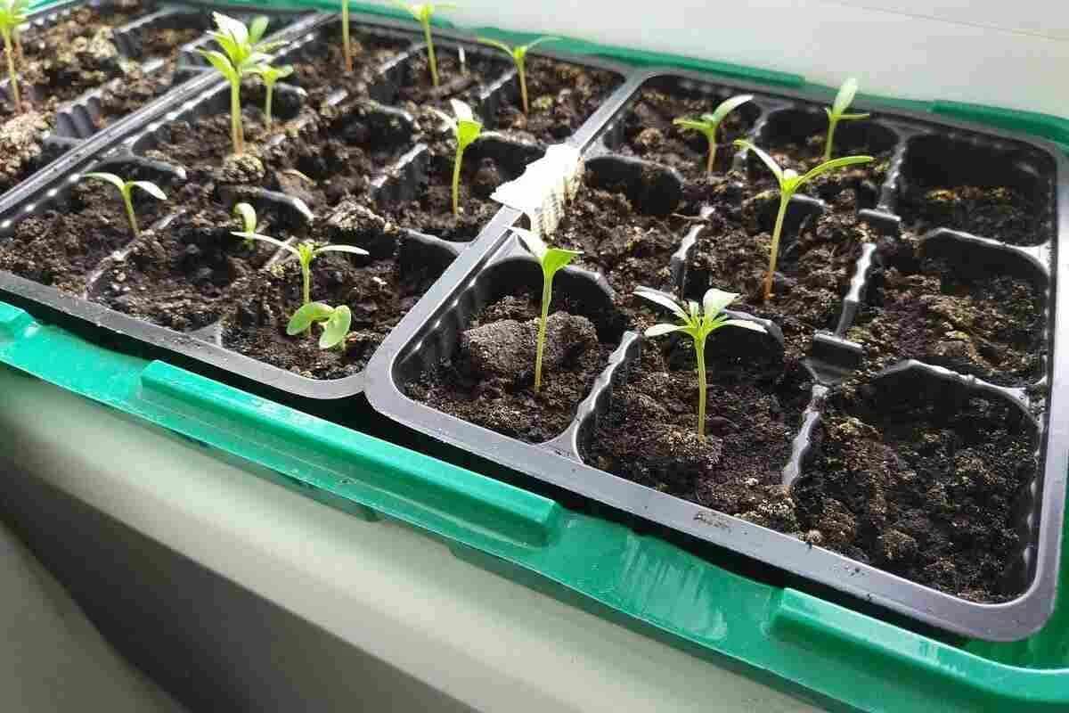 Tu sú 3 druhy zeleniny, ktoré by sa podľa záhradníka mali vysádzať v januári v teple, ale na ktoré Francúzi vždy zabúdajú