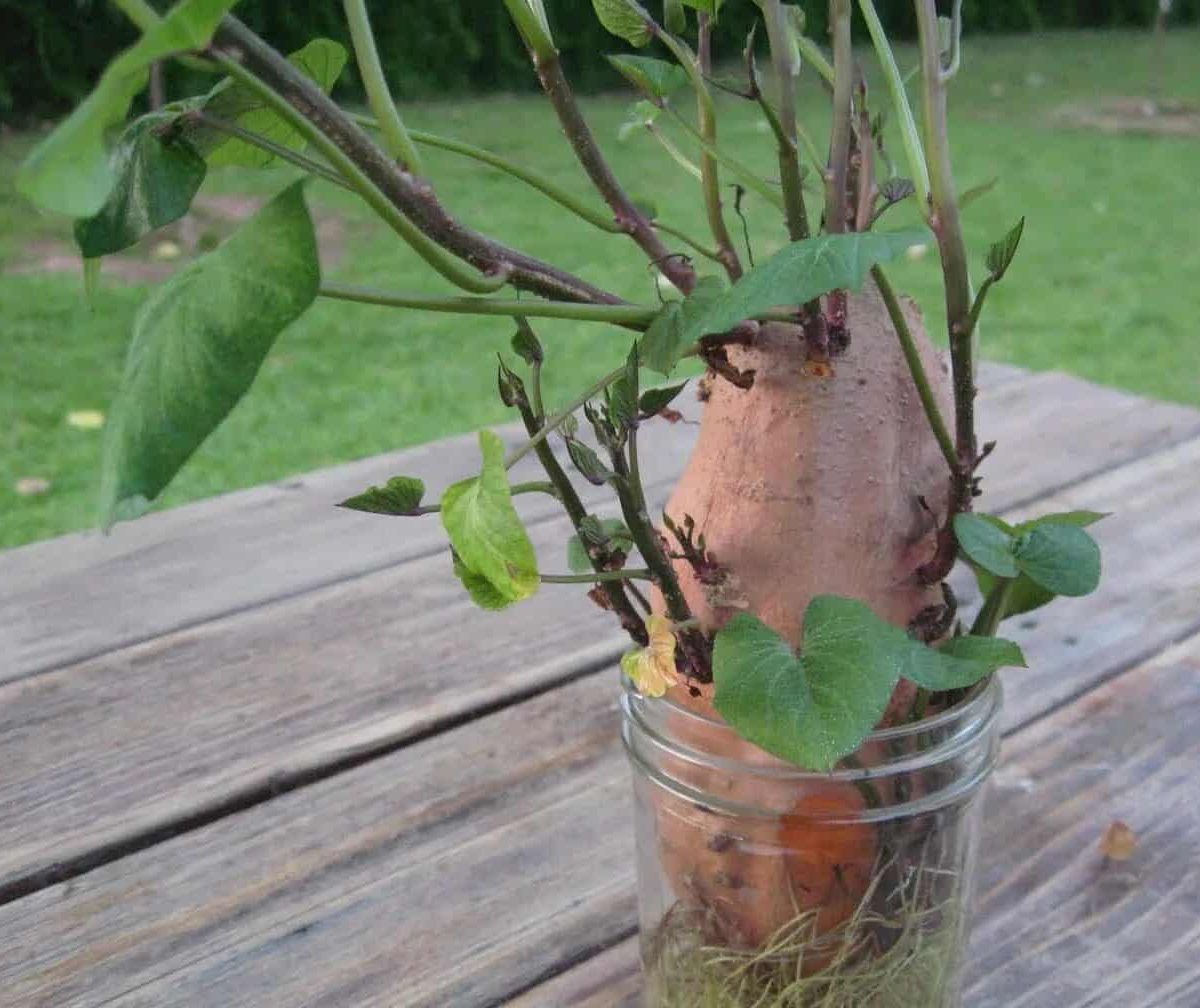 Záhrada: tento zabudnutý hľuz v košíku vám vďaka tomuto triku s jednoduchou nádobou poskytne tucty sadeníc zadarmo