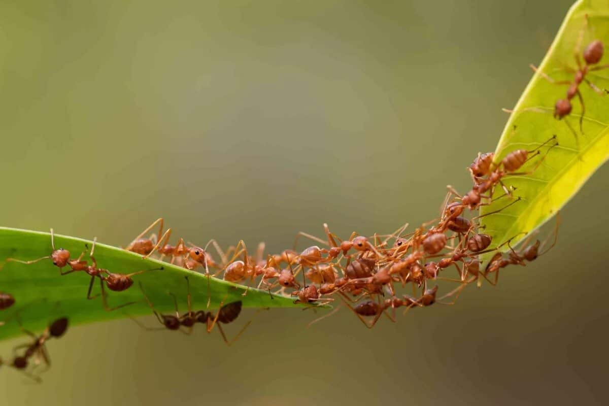 Ako sa zbaviť mravcov v záhrade na jar? Účinná metóda po roztopení snehu