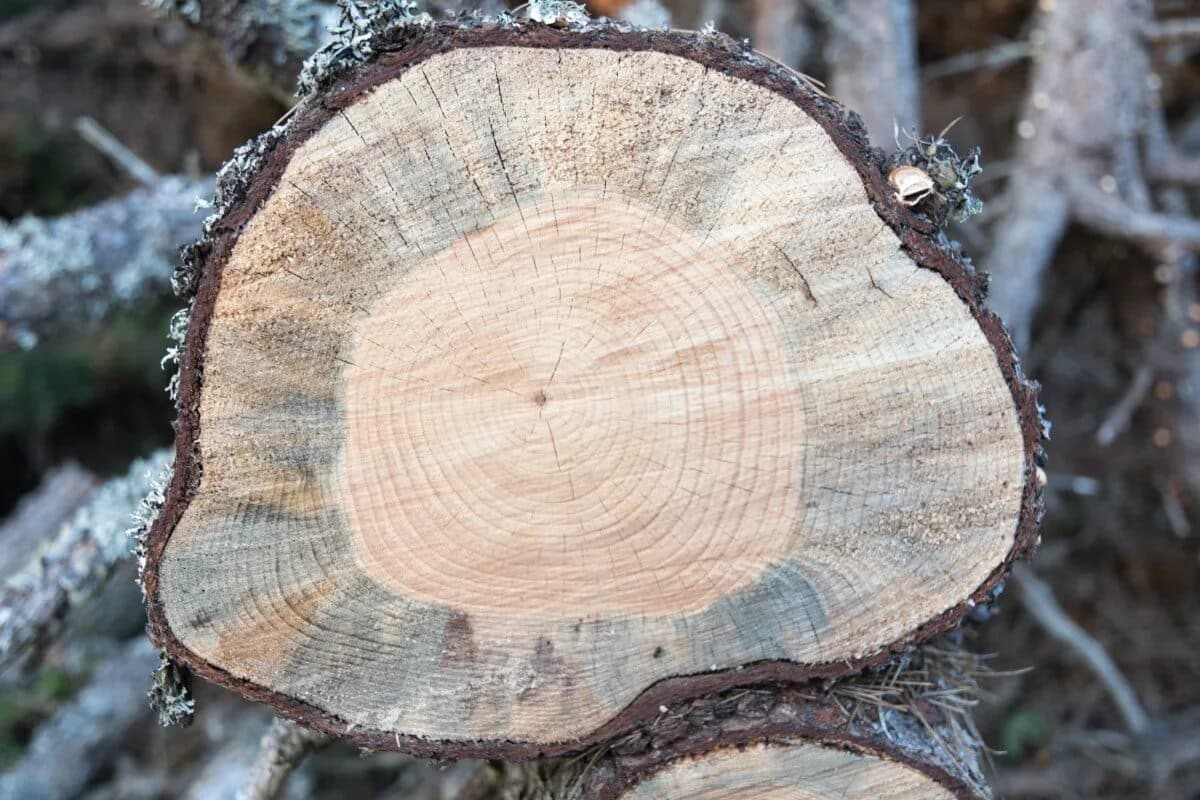 Vylejte ho do pňa a nezostane po ňom ani stopa. Bez použitia bagra